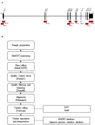 Case Report: BMPR2-Targeted MinION Sequencing as a Tool for Genetic Analysis in Patients With Pulmonary Arterial Hypertension